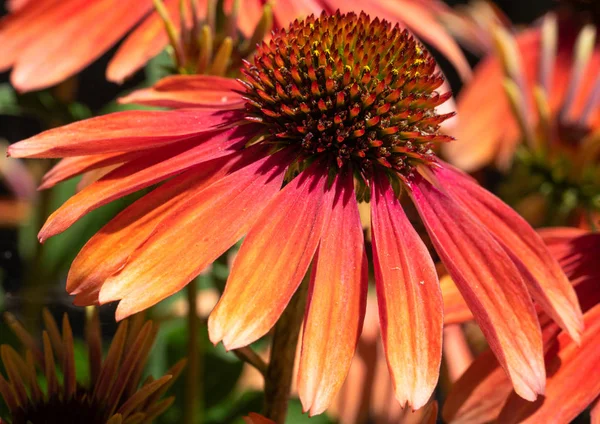 Echinacea, echinacea purpurea — Stockfoto