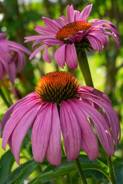 Cónica, echinacea purpurea — Foto de Stock