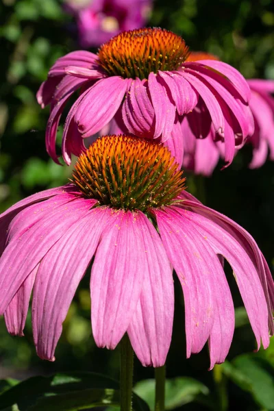 Cónica, echinacea purpurea — Foto de Stock