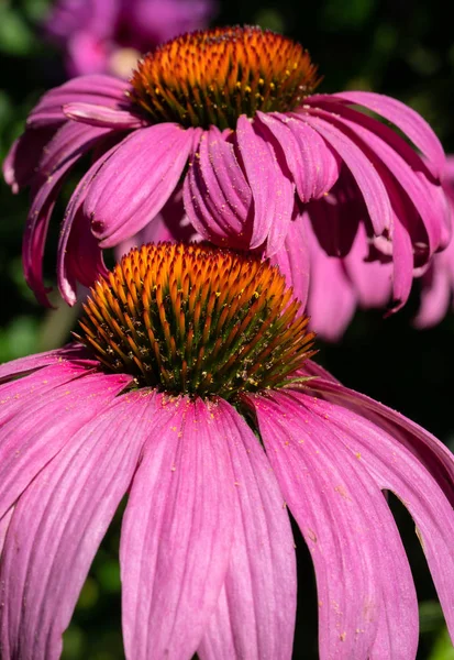 Cónica, echinacea purpurea — Foto de Stock