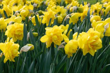 Nergis (Narcissus), bahar çiçekleri