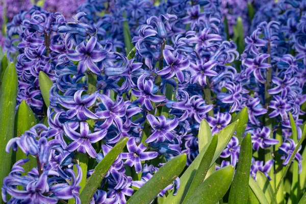 Гіацинт Hyacinthus orientalis — стокове фото