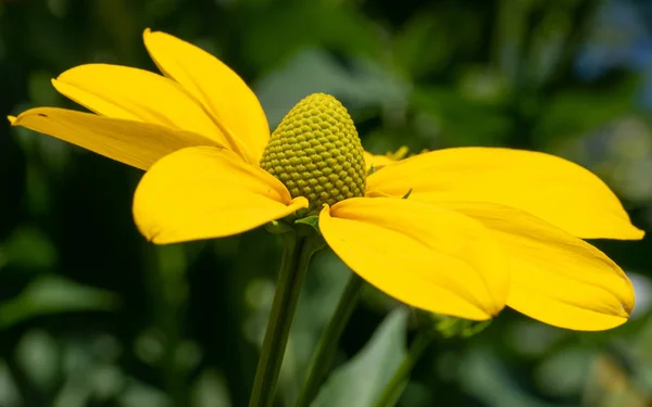 Brillante flor de conejo, Rudbeckia nitida — Foto de Stock