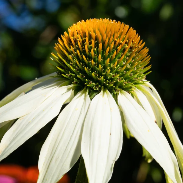 Coneflower, Echinacea purpurea — 스톡 사진