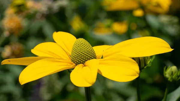 Brillante flor de conejo, Rudbeckia nitida — Foto de Stock