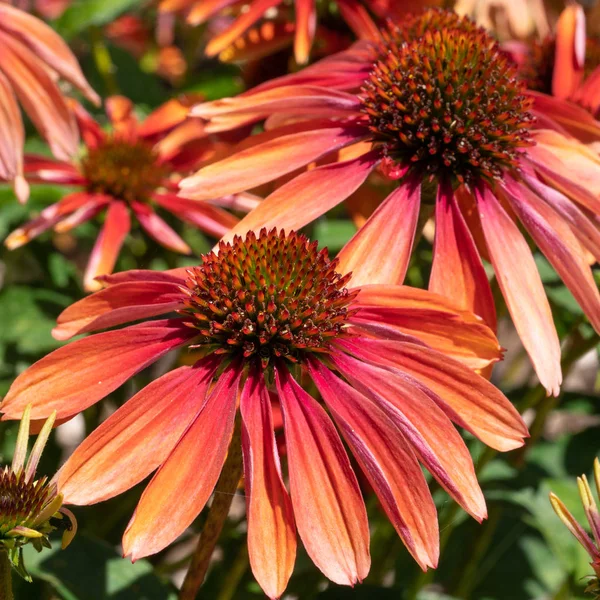 Cónica, echinacea purpurea — Foto de Stock