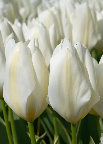 Tulipe, Tulipe — Photo