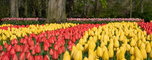 Тюльпан, tulipa — стокове фото