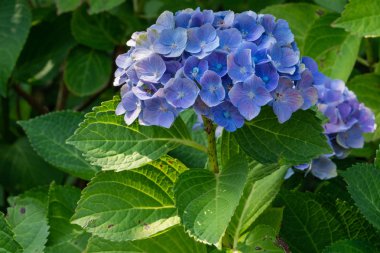 Penny Mac, Hydrangea makrophylla.