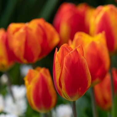 Lale, tulipa