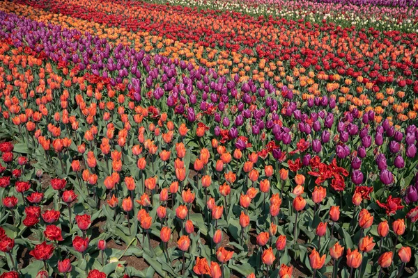 Agriculture, field of tulip flowers — Stock Photo, Image