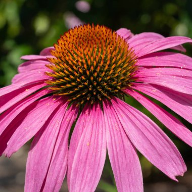 coneflower, Echinacea purpurea