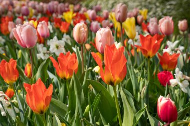 İlkbaharda çiçek tarhı