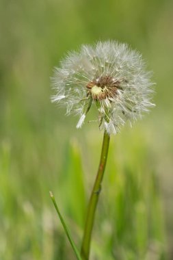 Ortak karahindiba (Taraxacum), Blowball yakın