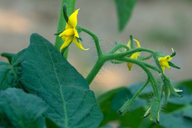 Domates bitki çiçeği (Solanum lycopersicum)
