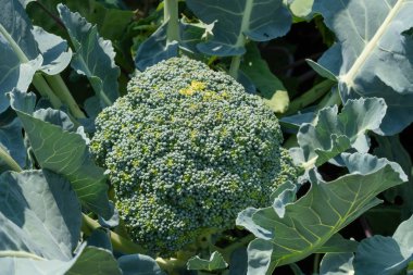 Sebze, brokoli