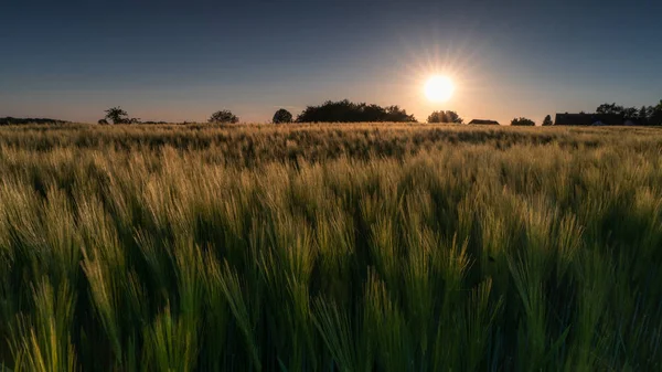 SUNDOWN nad polem kukurydzy — Zdjęcie stockowe