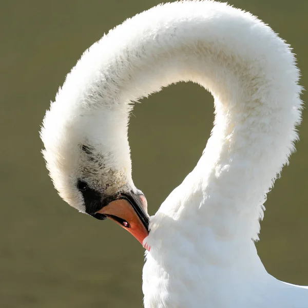 Cisne branco, Cygnus olor — Fotografia de Stock