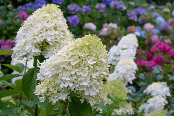Hidra, Hydrangea paniculata