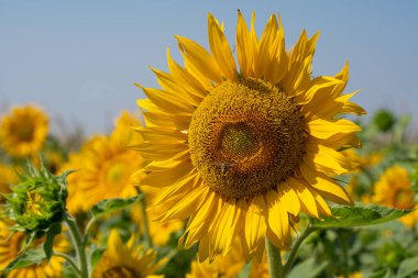 Ayçiçeği, helianthus annuus