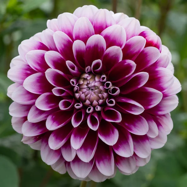 Dahlia, Dahlia