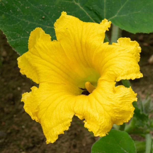 Zucca, Cucurbita maxima — Foto Stock