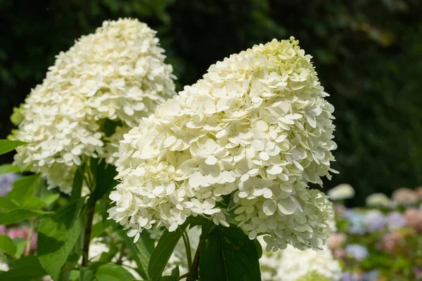 Hidra, Hydrangea paniculata