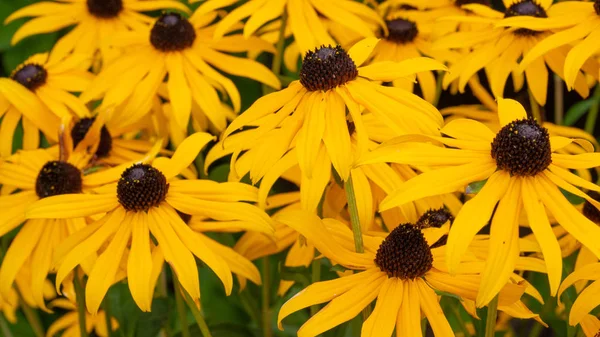 Orange Coneflower, Rudbeckia fulgida — Stock Photo, Image