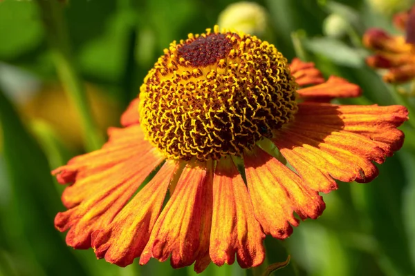 Helens Flower, Helenium — Stock Photo, Image