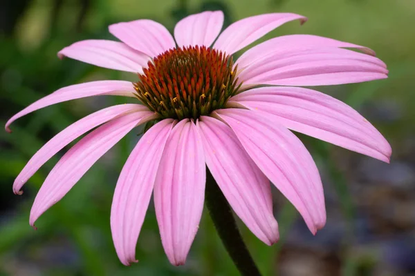 Cónica, echinacea purpurea — Foto de Stock