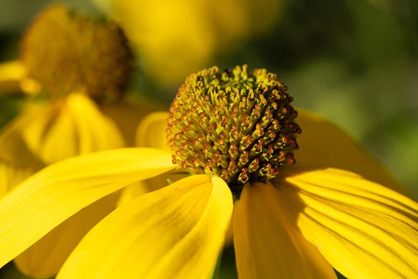 Brillante flor de conejo, Rudbeckia nitida — Foto de Stock