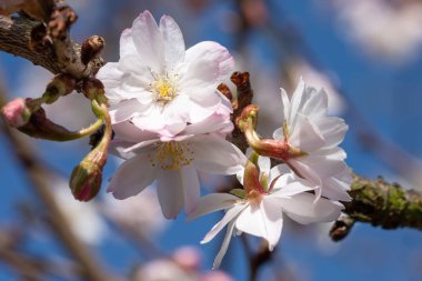 Higan kiraz, Prunus subhirtella