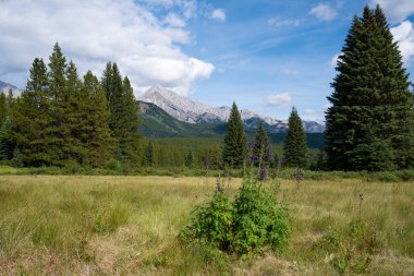 Bow Vadisi Parkway, Banff Ulusal Parkı, Alberta, Kanada