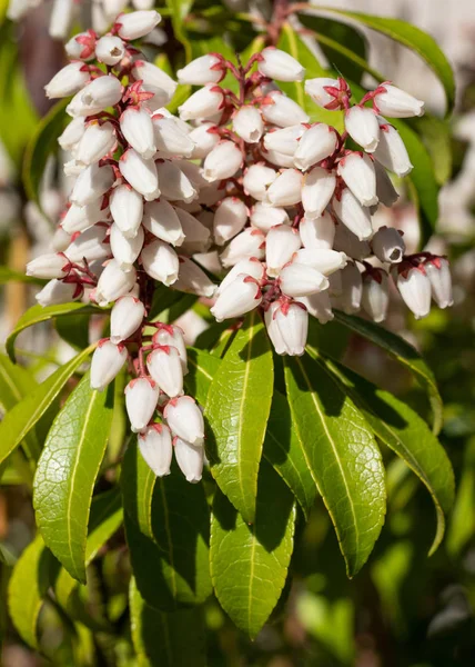 Japanese andromeda, Pieris japonica — Stock Photo, Image