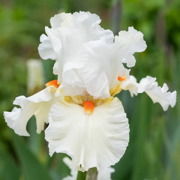 Deutsche Iris Iris Barbata Nahaufnahme Des Blütenkopfes — Stockfoto