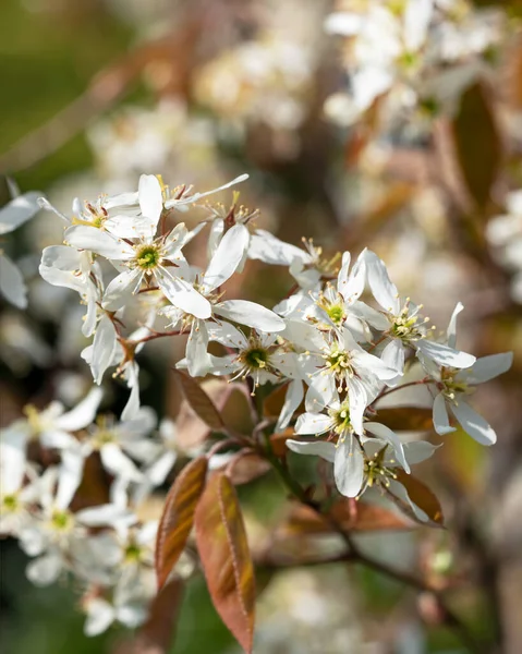Juneberry Amelanchier Lamarckii Flores Primavera — Foto de Stock