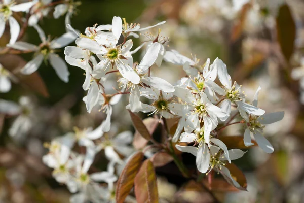 Juneberry Amelanchier Lamarckii Blooms Springtime — Stock Photo, Image