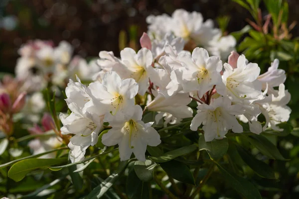 Rhododendron Hybrid Dufthecke Rhododendron Hybrid Primer Plano Cabeza Flor — Foto de Stock