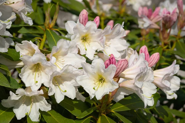 Rhododendron Hybride Dufthecke Rhododendron Hybride Nahaufnahme Des Blütenkopfes — Stockfoto