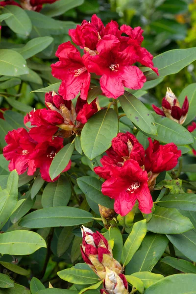 Rhododendron Hybrid Rabatz Rhododendron Hybrid Close Flowers — стокове фото