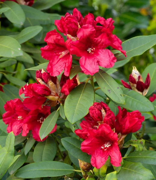 Rhododendron Hybrid Rabatz Rhododendron Hybrid Close Flowers — стокове фото