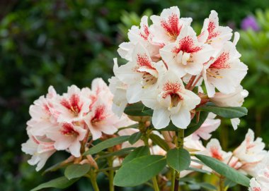 Rhododendron Hibrit Kehribar Öpücüğü)