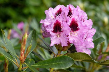 Rhododendron Hybrid Kabarett (Rhododendron melezi), çiçek başlığını kapat
