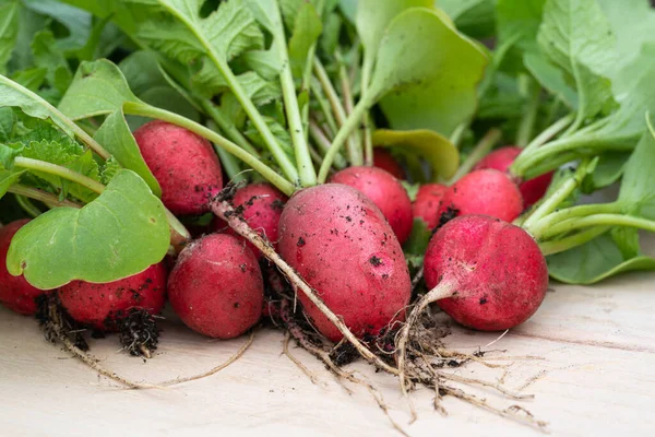 Harvest Time Close Image Redish Just Harvesting Roots Leafes — Stock Photo, Image