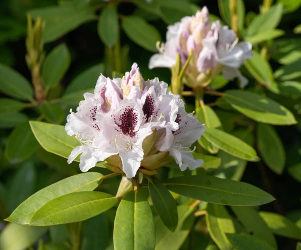 Rhododendron Hybrid Calsap Rhododendron Hybrid Close Flower Head — Stock Photo, Image