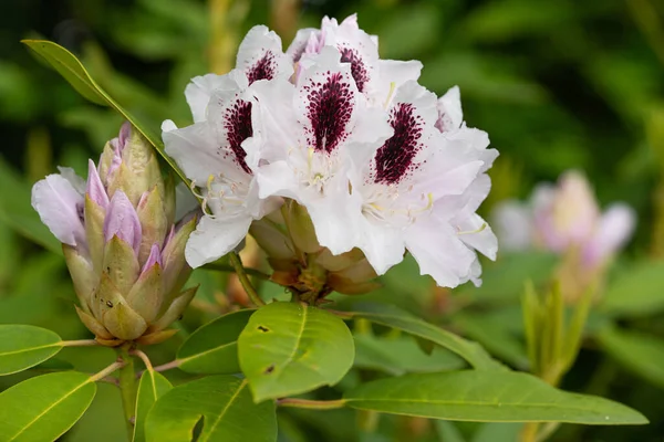 Rhododendron Hybrid Calsap Υβρίδιο Rhododendron Κοντά Στην Κεφαλή Του Λουλουδιού — Φωτογραφία Αρχείου