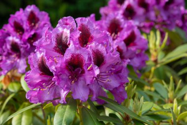 Rododendron Hibrit Orakel (Rhododendron Hibriti)