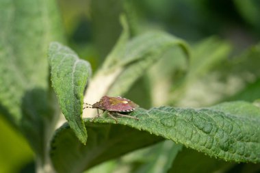 Yeşil yapraklı Sloe Bug (Dolycoris baccarum)