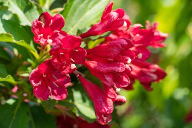 Weigela (Weigela Florida), çiçeğin başını kapat.