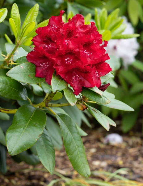 Rhododendron Hybrid Rabatz Rhododendron Hybrid Close Flowers — стокове фото